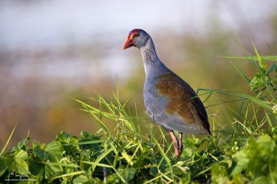 Purple Swamphen 

Scientific name - Porphyrio porphyrio pulverulentus (endemic race)

Habitat - Uncommon in freshwater and brackish wetlands. 

[CANDABA WETLANDS, PAMPANGA, 1DM2 + 100-400 IS, hand held, resized full frame]
