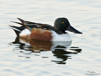 Northern Shoveler (male) 

Scientific name - Anas clypeata 

Habitat - Uncommon in fresh water marshes and shallow lakes. 

[40D + 500 f4 L IS + Canon 1.4x TC, bean bag]