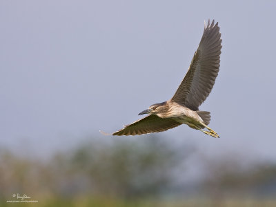 Black-crowned Night-Heron (immature)

Scientific name - Nycticorax nycticorax 

Habitat - Variety of wetlands from ricefields to mangroves. 

[CANDABA WETLANDS, PAMPANGA, 1DM2 + 500 f4 L IS + Canon 1.4x TC, 475B/3421 support] 
