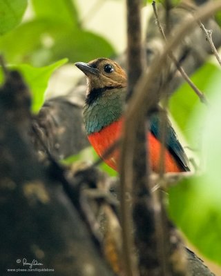 Red-bellied Pitta 

Scientific name - Pitta erythrogaster 

Habitat - Forages on the ground in a variety of habitats from scrub to virgin forest, usually below 1000 m. 

[UP-DILIMAN, QUEZON CITY, 40D + 500 f4 IS, manual focus via Live View, remote switch, IS off, 475B/3421 support]