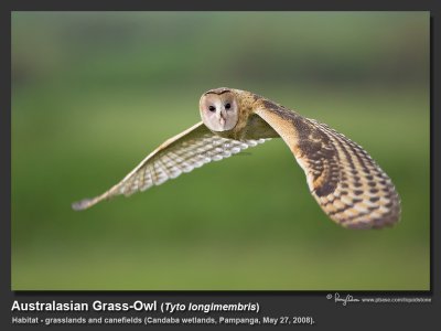 Australasian_Grass-Owl-KZ2L0408.jpg