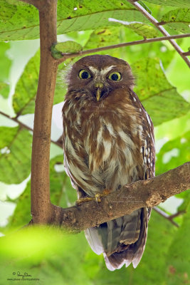 Philippine Hawk-Owl 
(a Philippine endemic) 

Scientific name - Ninox philippensis philippensis 

Habitat - Forest and forest patches. 

[MT. MAKILING, LAGUNA, 40D + Sigmonster + Sigma 1.4x TC, manual focus via Live View, 475B/3421 support, resized full frame]
