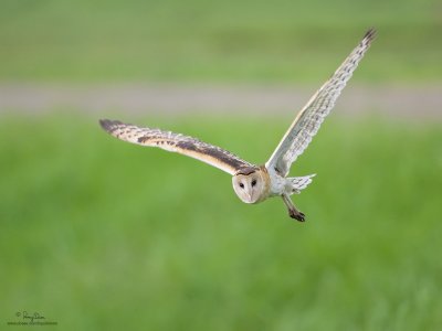 Australasian Grass-Owl 

Scientific name - Tyto longimembris 

Habitat - Grasslands and canefields. 

[CANDABA WETLANDS, PAMPANGA, 1DM2 + 500 f4 IS, 475B/3421 support]
