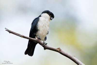 Philippine Falconet 
(a Philippine endemic, immature) 

Scientific name - Microhierax erythrogenys erythrogenys 

Habitat - Open forest and edge. 

[SUBIC RAINFOREST, BATAAN, 40D + 500 f4 IS + Canon 2x TC, MF via Live View, 475B/3421 support]
