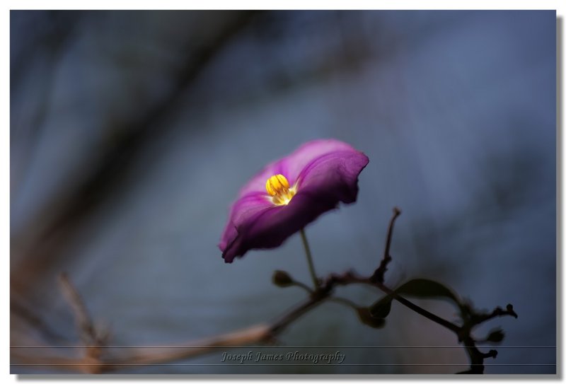 20100813 -- 180705 -- Canon 5D + 200 / 2.8L + 500D closeup filter @ f/2.8, 1/320, ISO 100