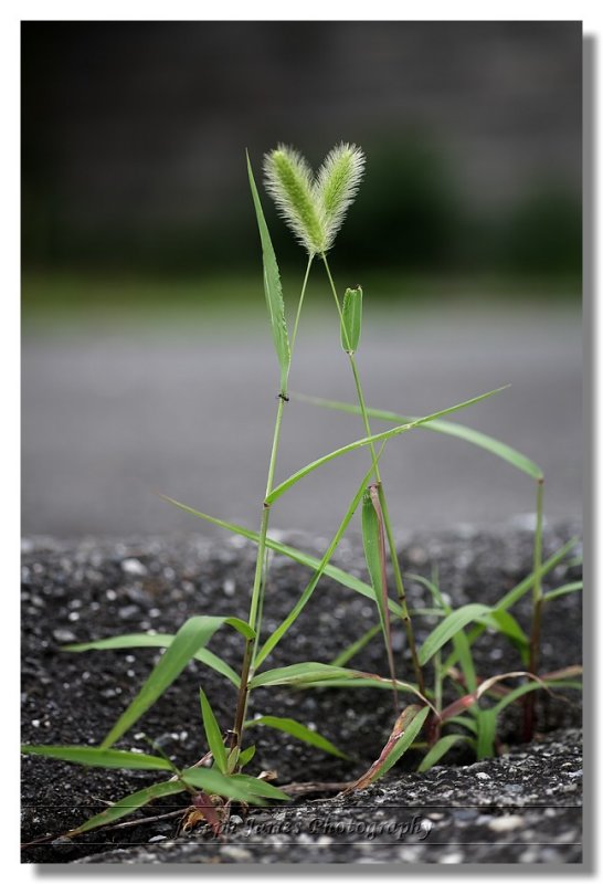 20100705 -- 174813 -- Canon 5D + Sigma 70 / 2.8 macro @ f/2.8, 1/80, ISO 100