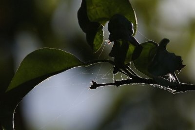 Tamron 70-200 / 2.8 on a 5D