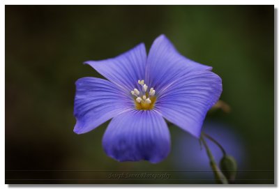 20100703 -- 124425 -- Canon 5D + Sigma 70 / 2.8 macro @ f/5.6, 1/200, ISO 400