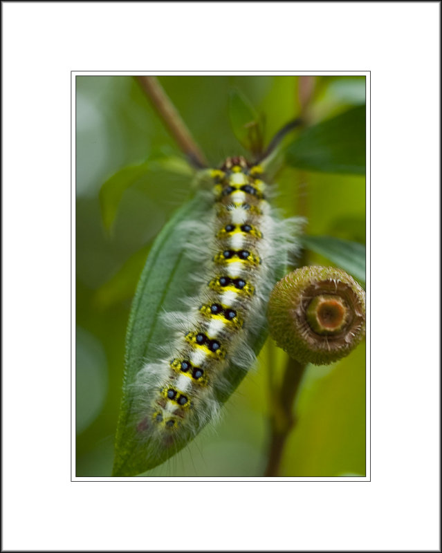 <font size=3><i>A Caterpillar and a Melastome (毛稔) Fruit