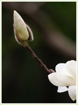 Magnolia  Denudata (Yulan)