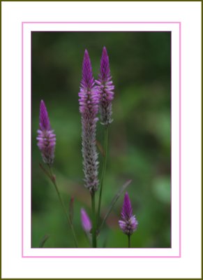 Purple Lupin Flowers