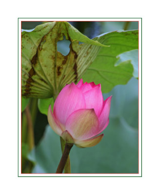 Lotus under a Rotten Leaf