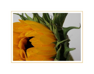 My Beloved Sunflower