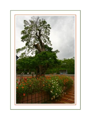 A Chinese Banyan Tree