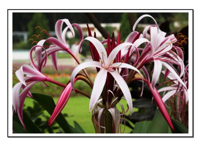 Giant Spider Lily