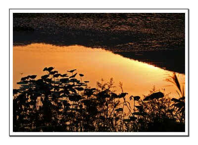 Lotus Pond at Sunset