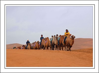 Desert Camels