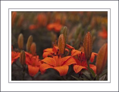   Asiatic Lilies(True Lilies)