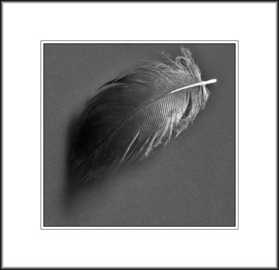 Feather of a Bird
