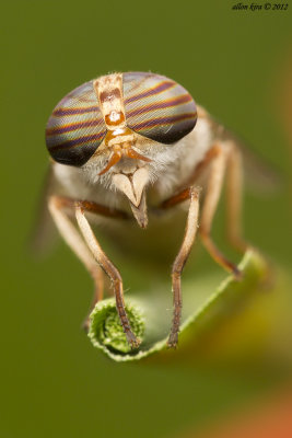 Different kinds of flies