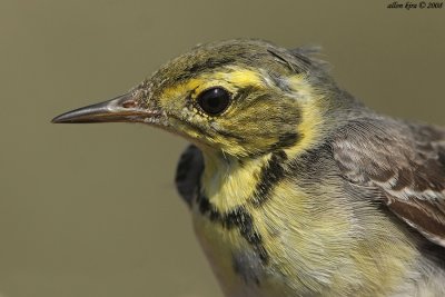 Yellow Wagtaill