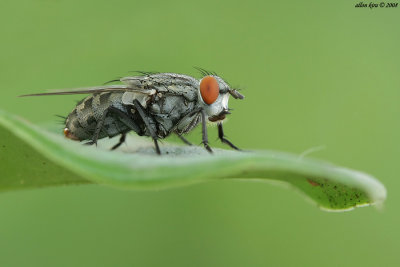 Flesh flies