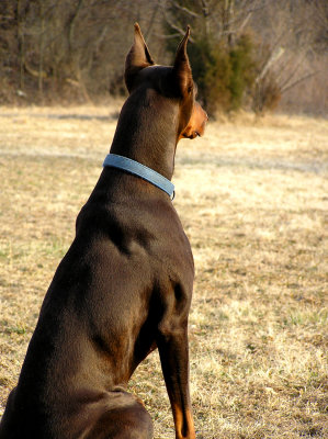 My Dobe in 2004 He was young, strong and fast.  He weight close to 100 pounds
