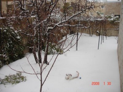 Snow in Amman 30.01.2008 018.jpg