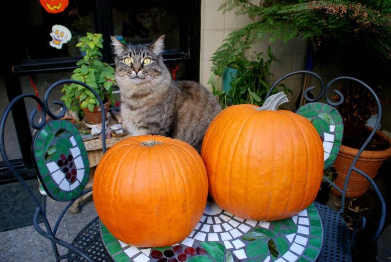 Rocky and his pumpkins