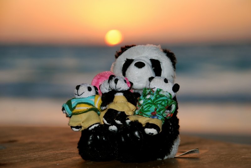 Pandas with Cancun sunrise