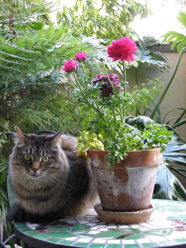 Rocky and Ranunculus