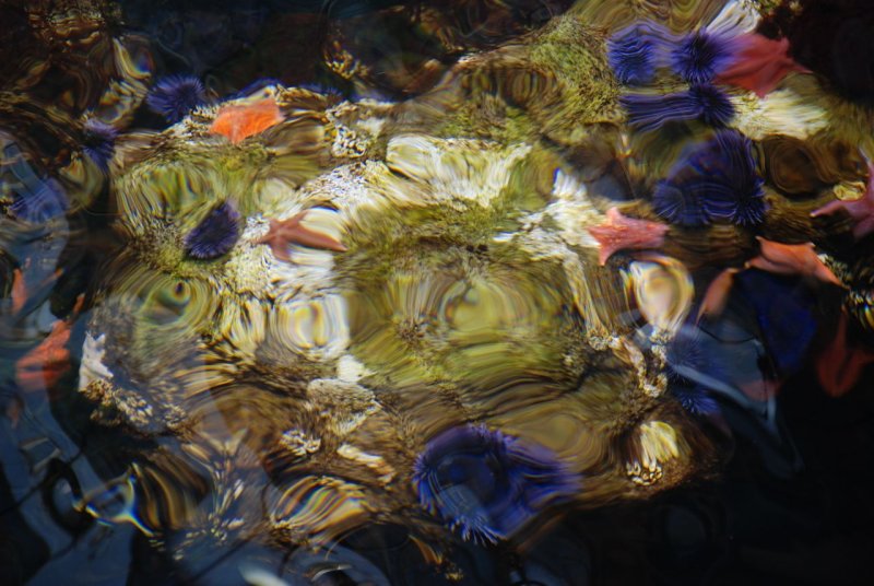 Philippine Coral Reef