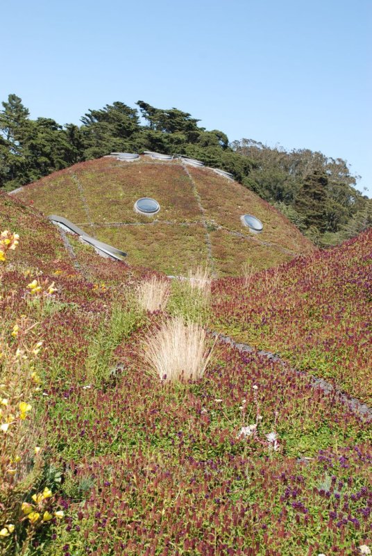 Living Roof