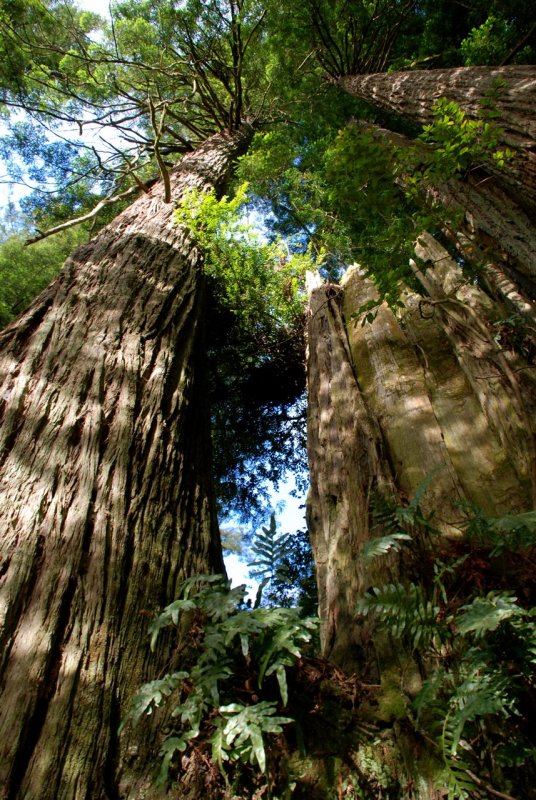 California Redwoods