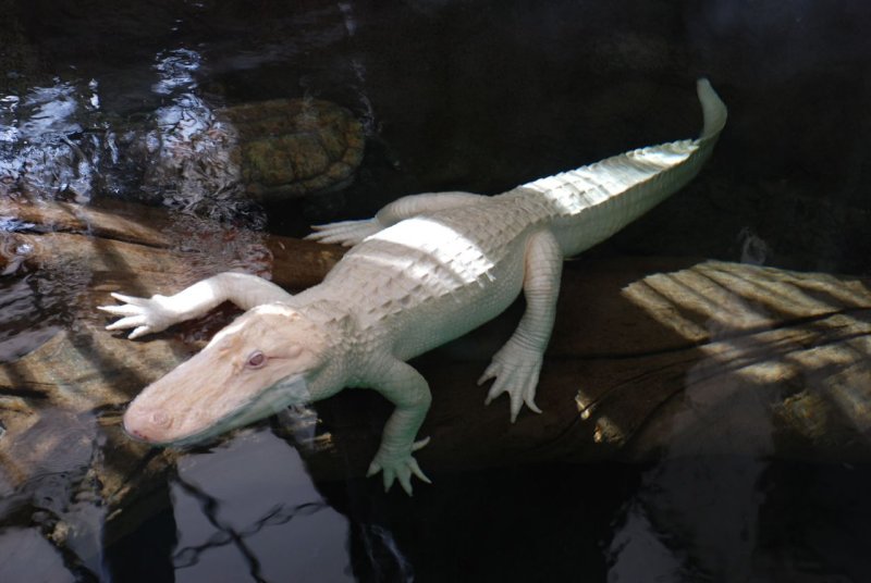 Claude the white alligator