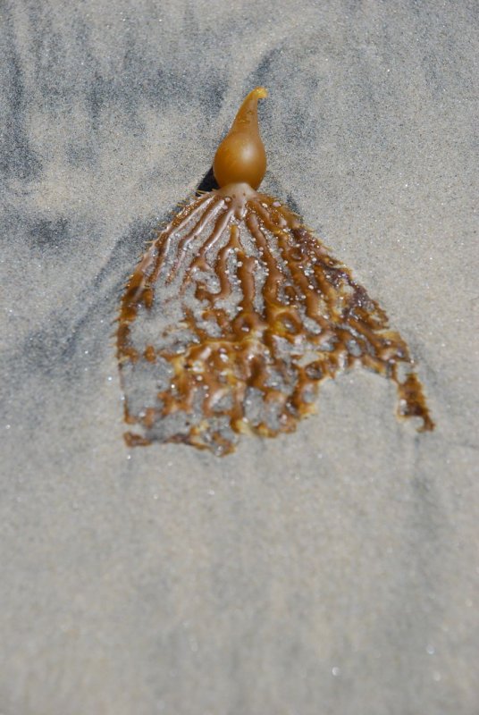 Oregon Coast Kelp