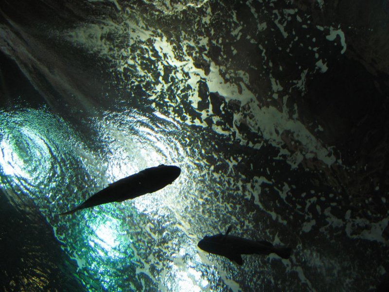 oregon coast aquarium