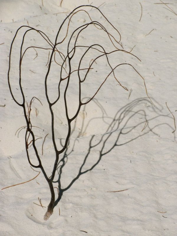 beach shadows