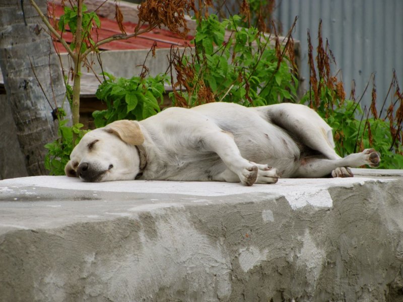 Grand Turk Pooch
