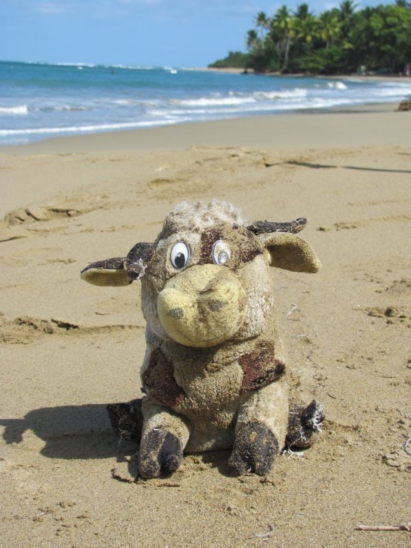 Playa Dorada Stuffed Toro