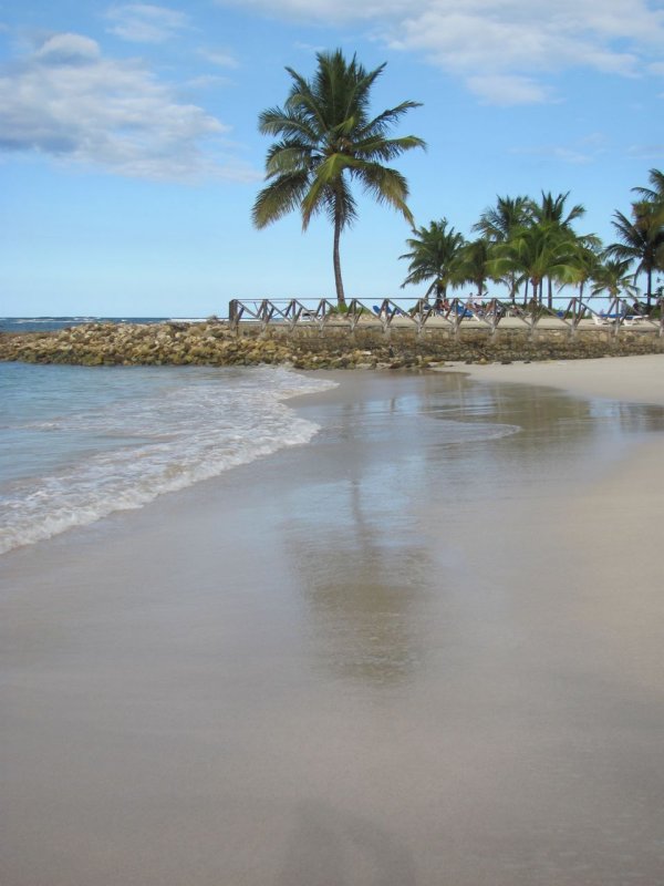 Playa Dorada Palm