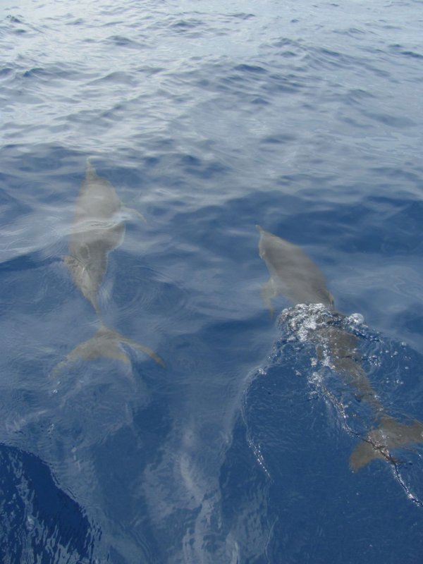 Catamaran Playing Tag with Dolphins