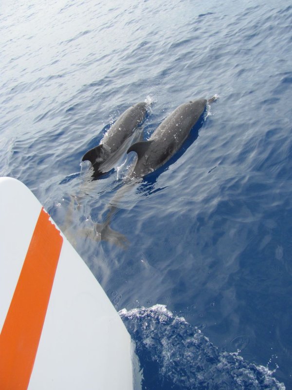 Dolphins Playing with our Catamaran