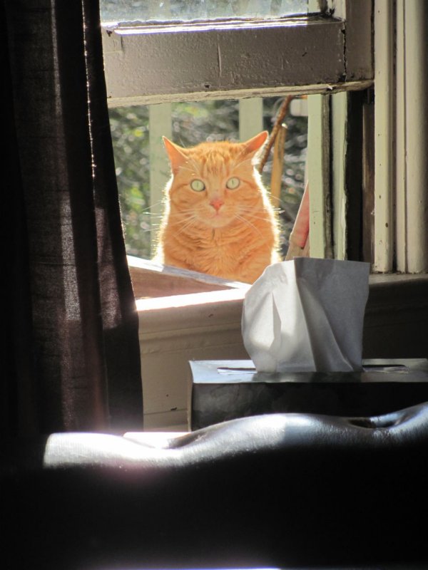 looking in