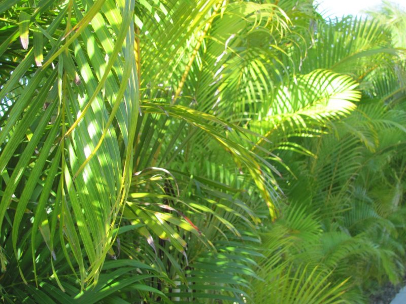 Grand Mayan Riviera Maya Ferns