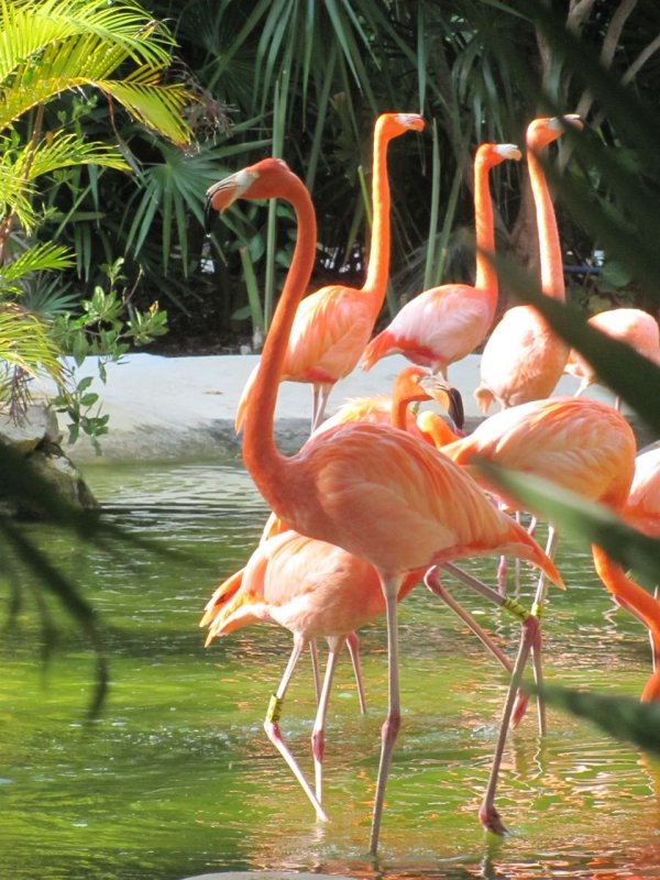 Grand Mayan Riviera Maya Flamingos