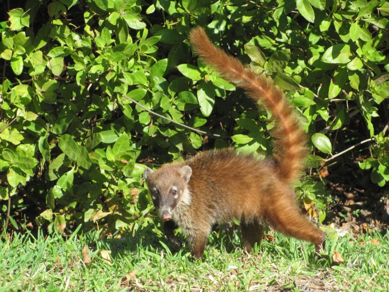 Coatimundi