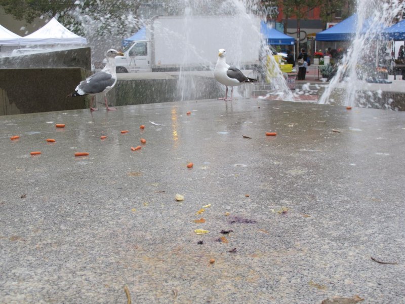 Civic Center Seagulls