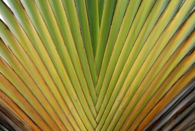 Travelers Palm