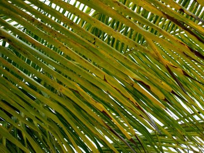 Negril Beach Palm